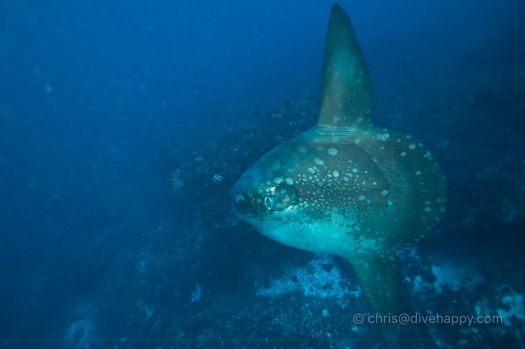 Diving Lembongan, Bali - Mola Mola and Manta Rays