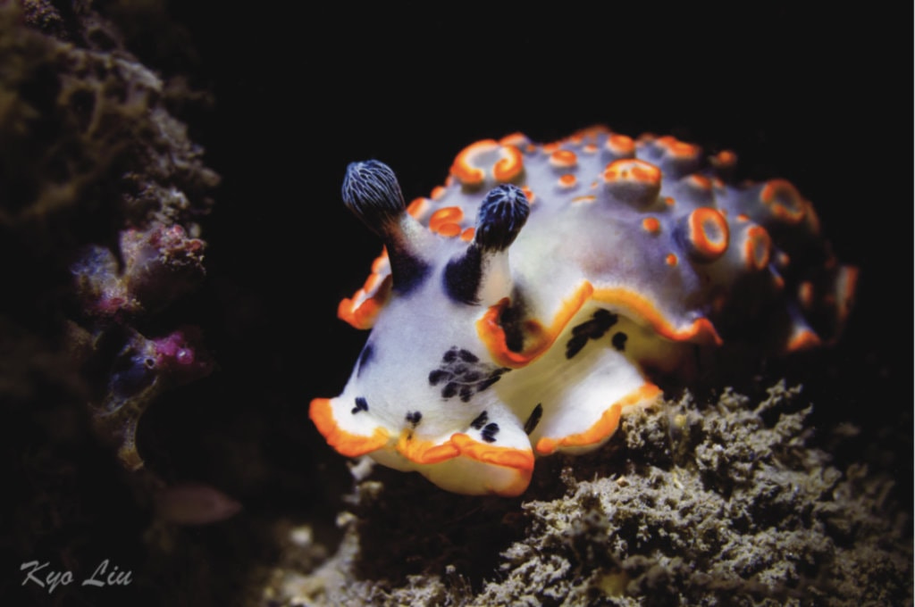 Diving Taiwan
