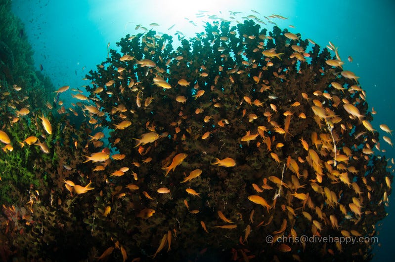 Sogod Bay Diving