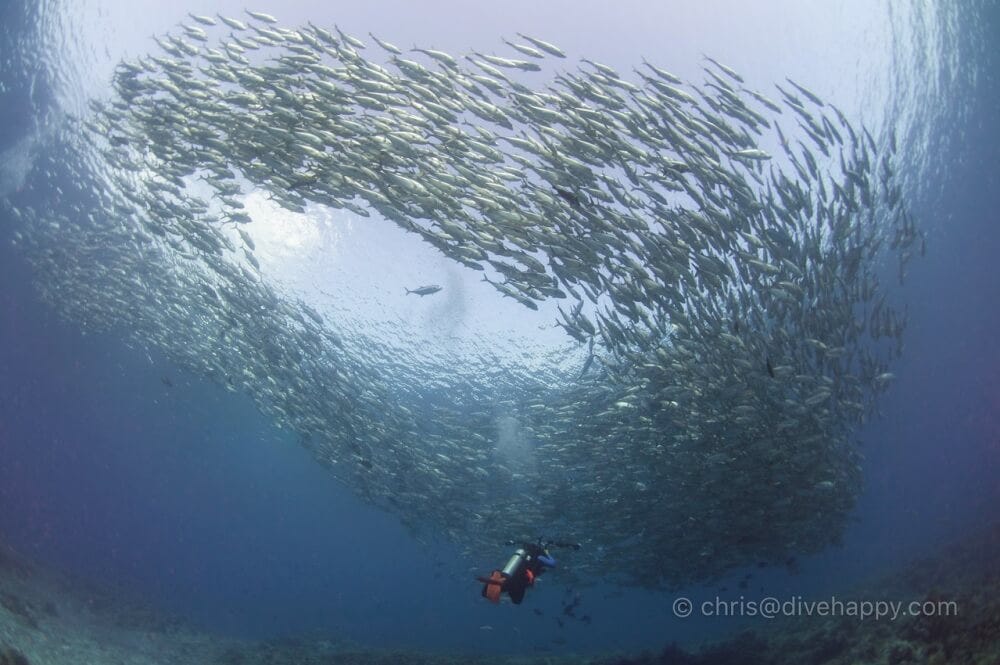 Tubbataha Reef Diving