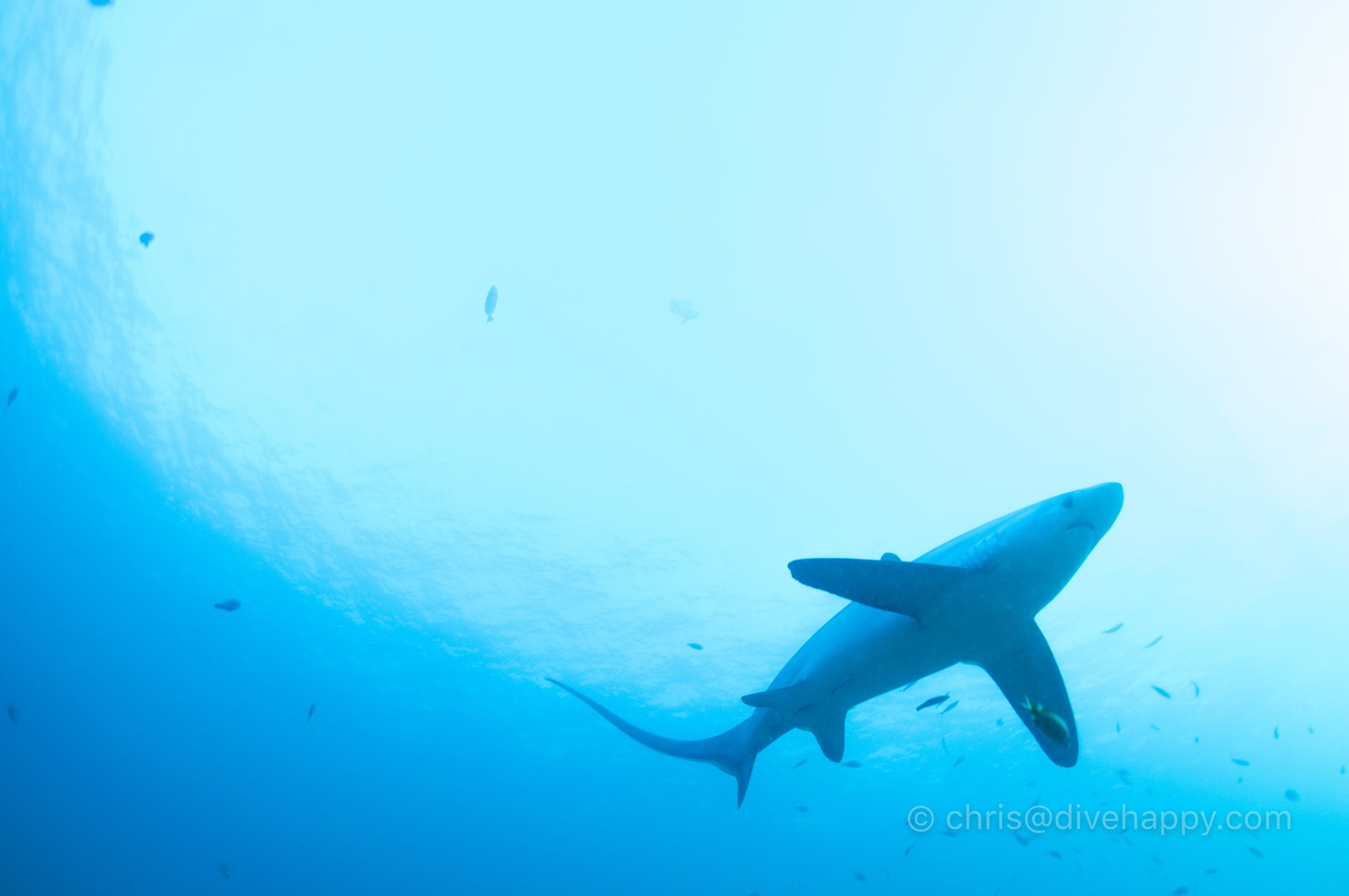 Diving Malapascua