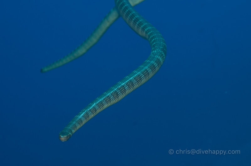 Diving The Banda Sea: Part 2