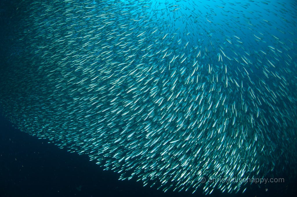 Moalboal Diving