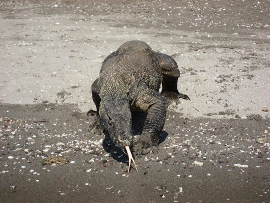 Komodo Diving