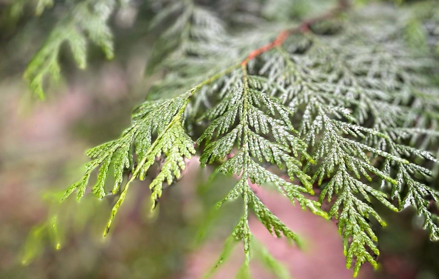 Join me! Nature As Self Care: A Restorative Hands On Workshop episode artwork