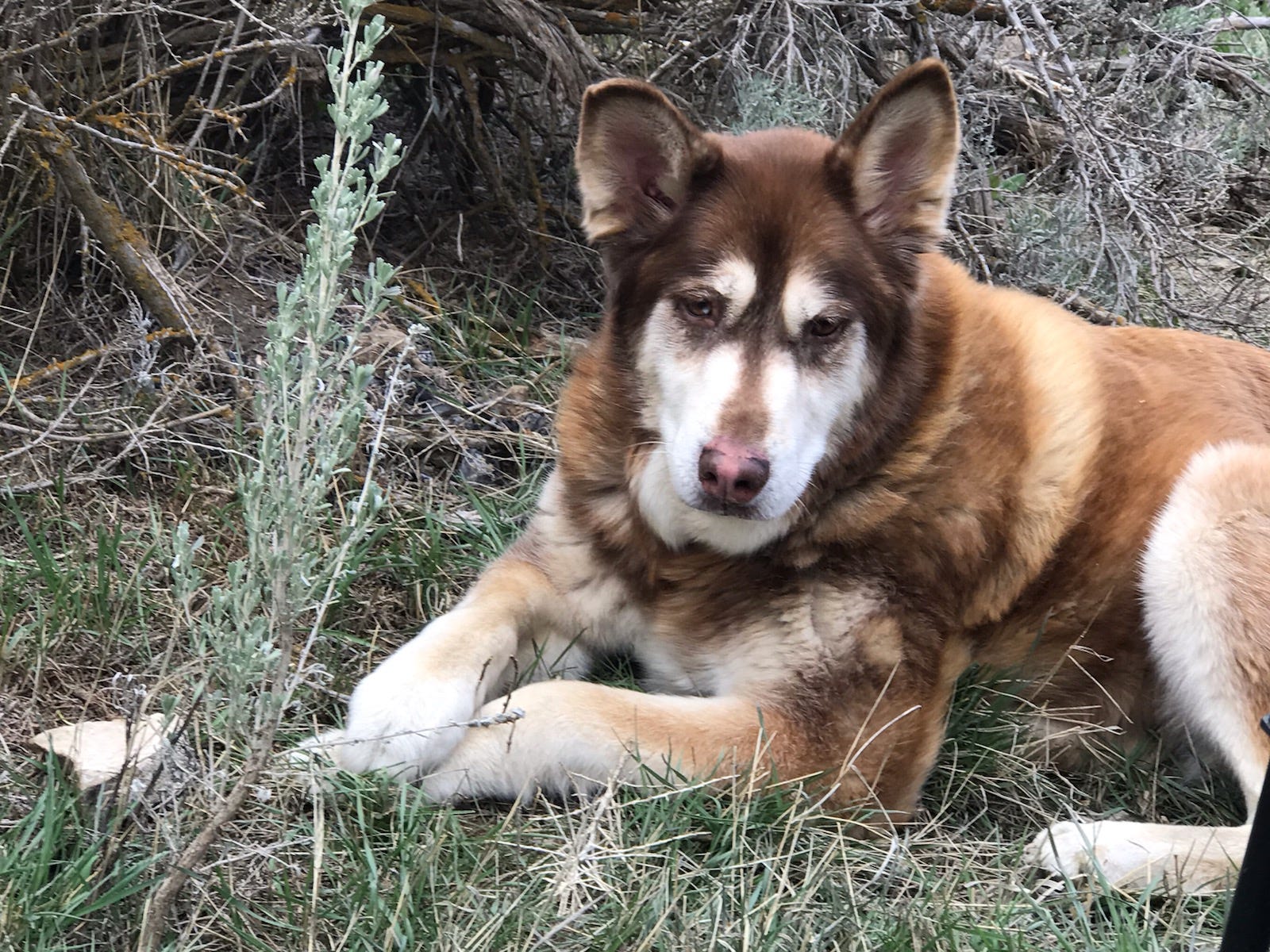 Day 712. April 17, 2021. A Walk Downriver