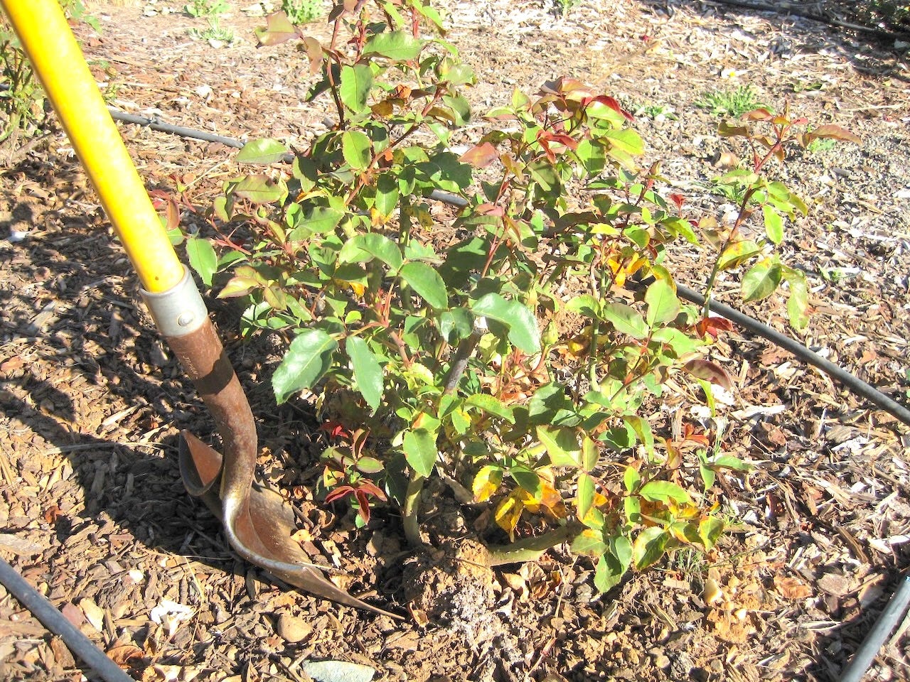 Beyond the Garden Basics Podcast