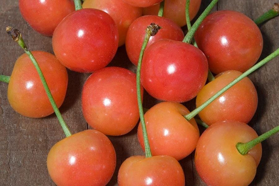 Beyond the Garden Basics Podcast