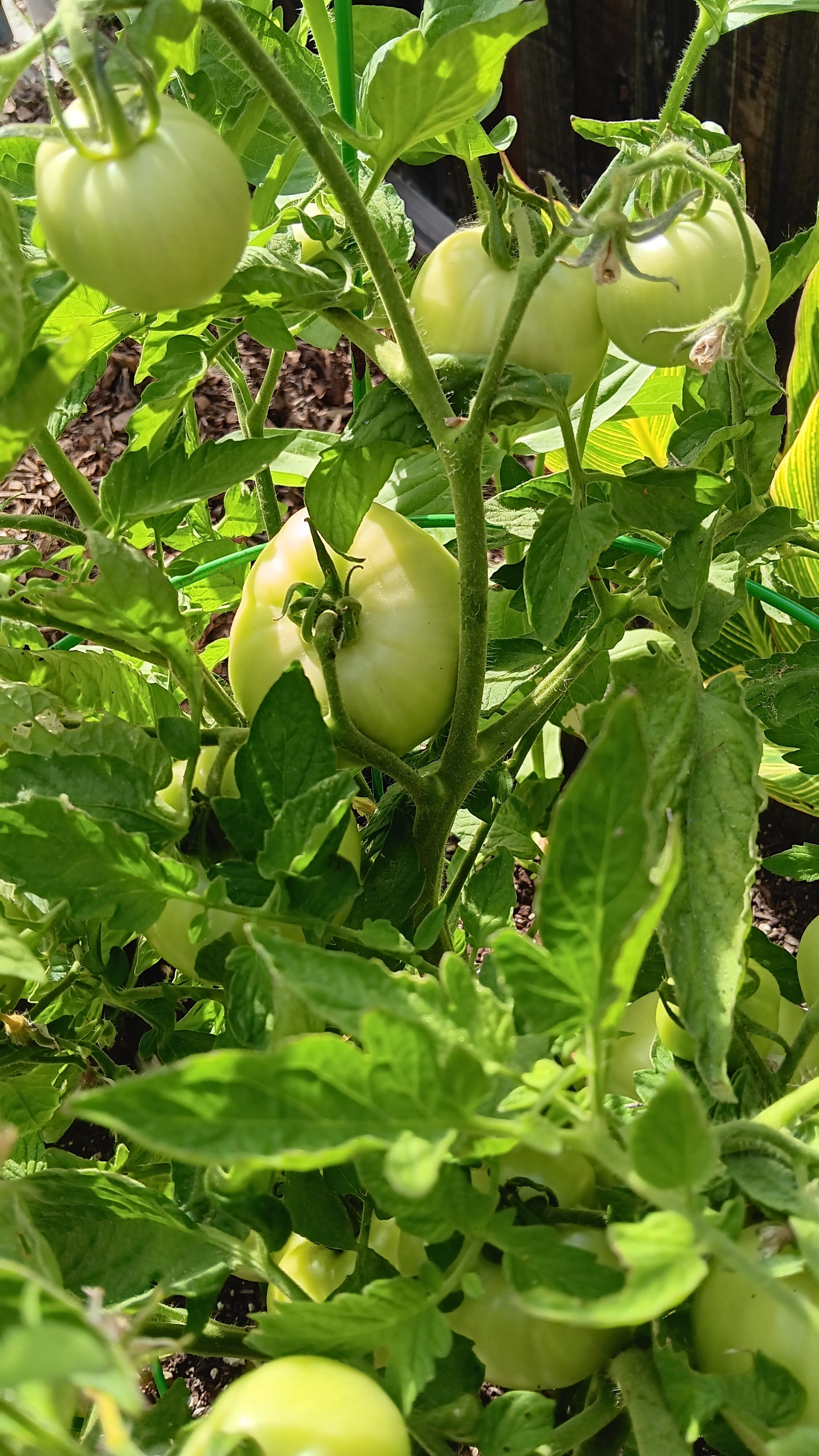 Beyond the Garden Basics Podcast