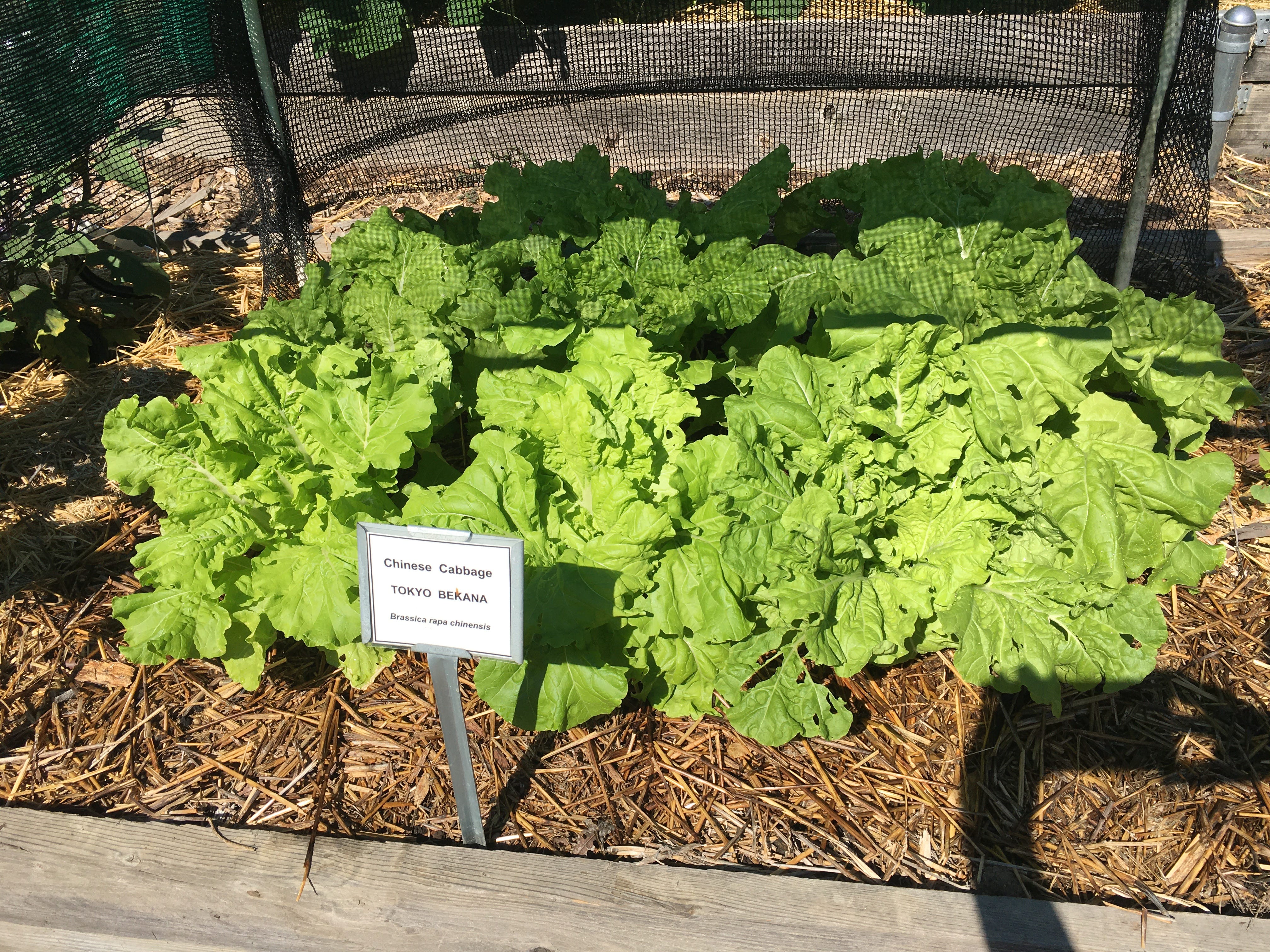 Beyond the Garden Basics Podcast