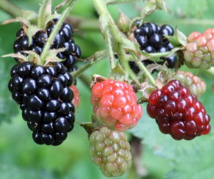 Why Are the Blackberries Turning White?