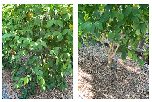 Dealing with Fruit Tree Varmints