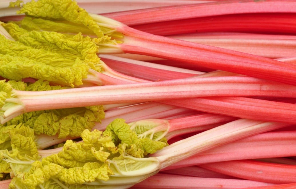 Can You Grow Rhubarb in a Warm to Hot Climate? Yes!