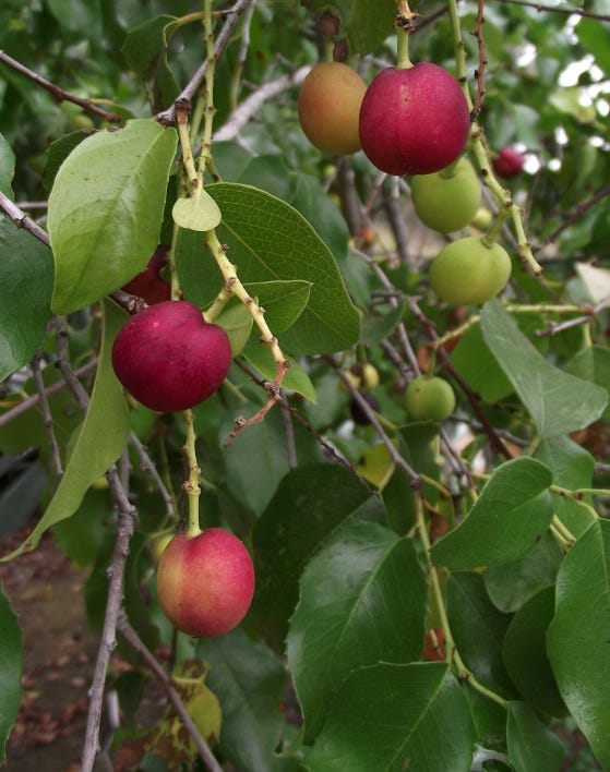 The Catalina Cherry Tree. The Fruit is for the Birds.