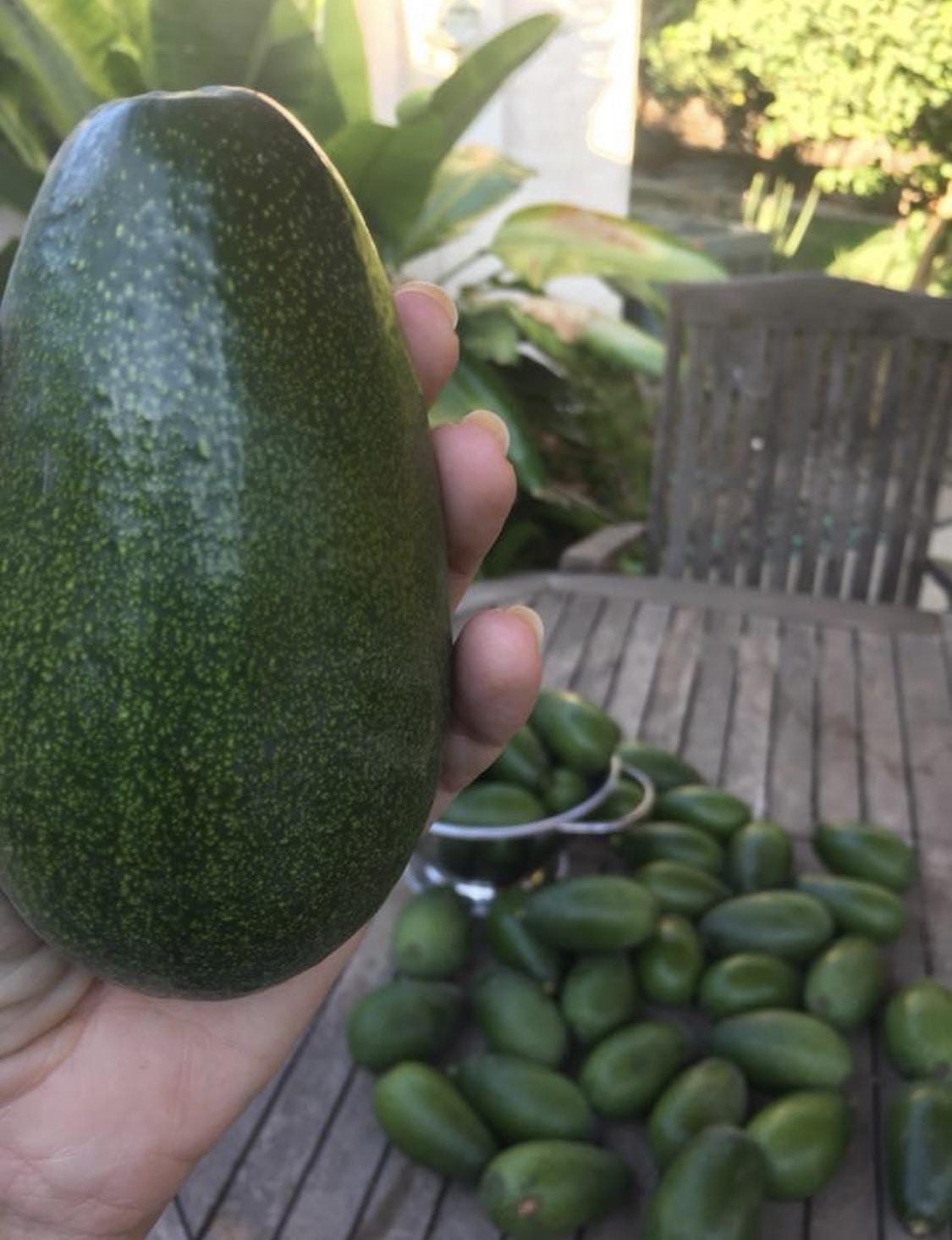 What Are The Best Tasting Avocados?