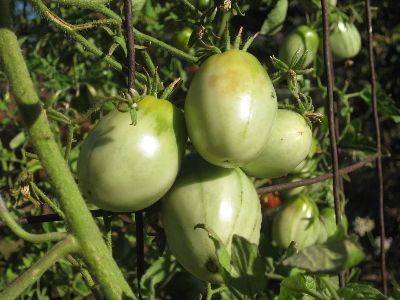 Home Grown Tomatoes with Thanksgiving Dinner?