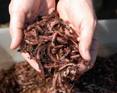 Grow Better Soil (and Plants) with Worm Castings