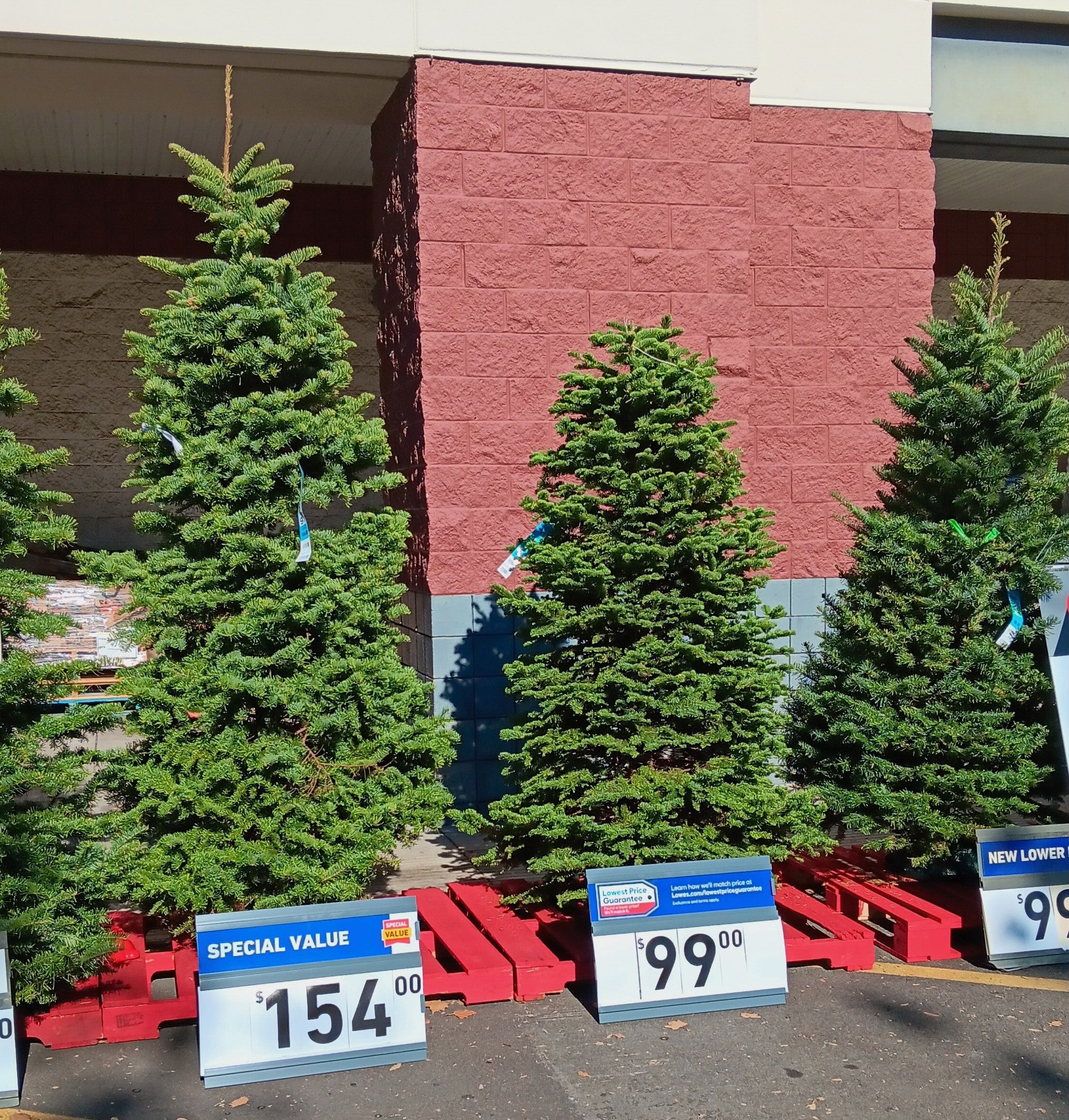 Cut Christmas Tree Care Tips