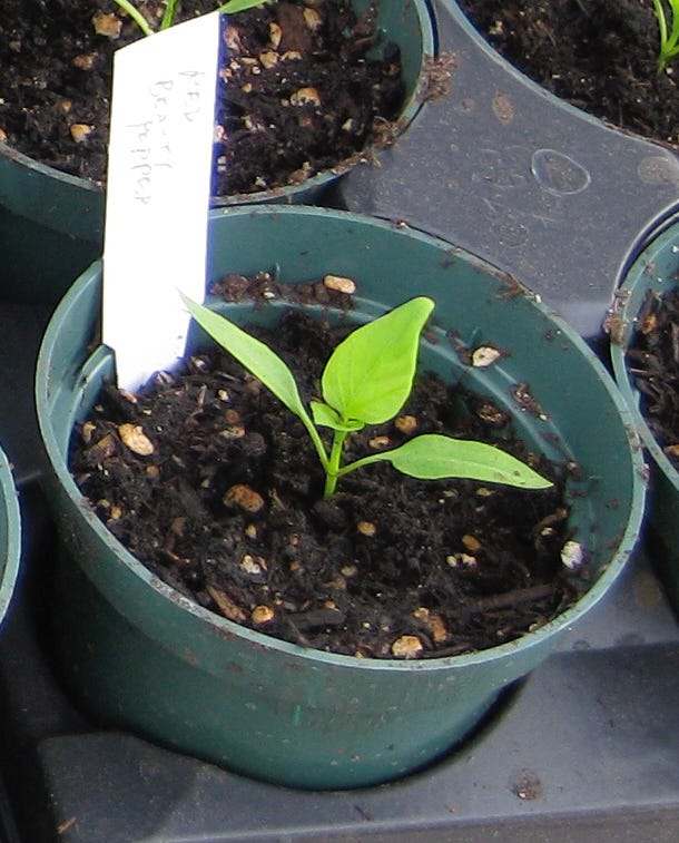 January is Seed Starting Time For Many Vegetables (Resending)
