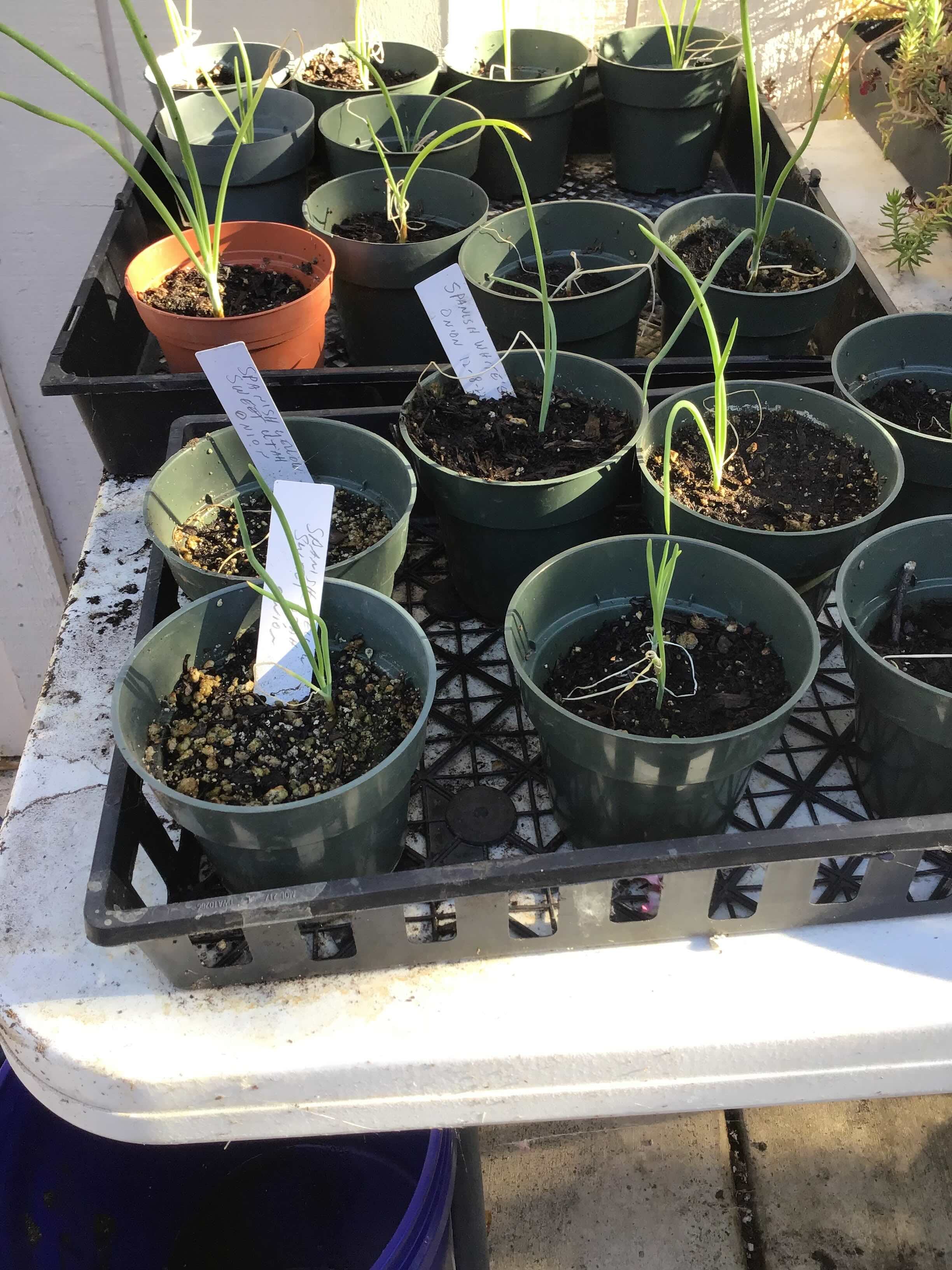 Onions Can Bring Tears to Your Eyes...