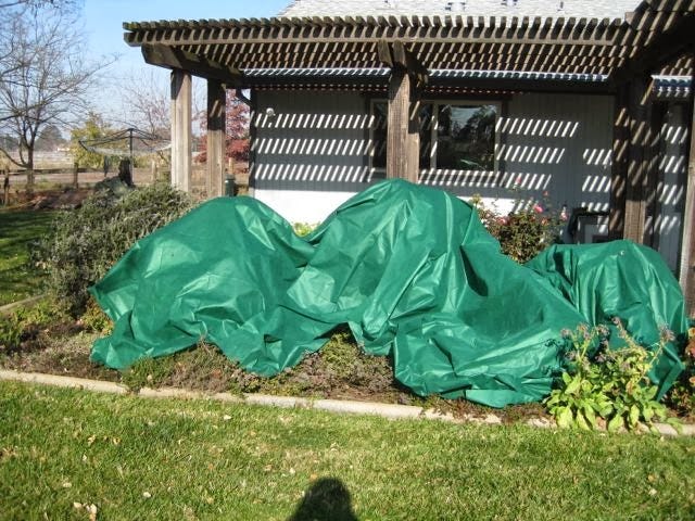 How to Protect Your Fruit Trees When a Frost or Freeze is Forecast