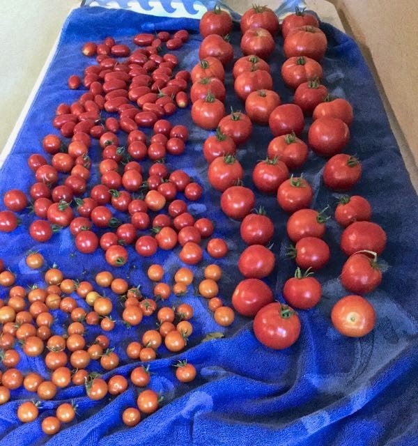 The 2026 Tomato Preview Show!