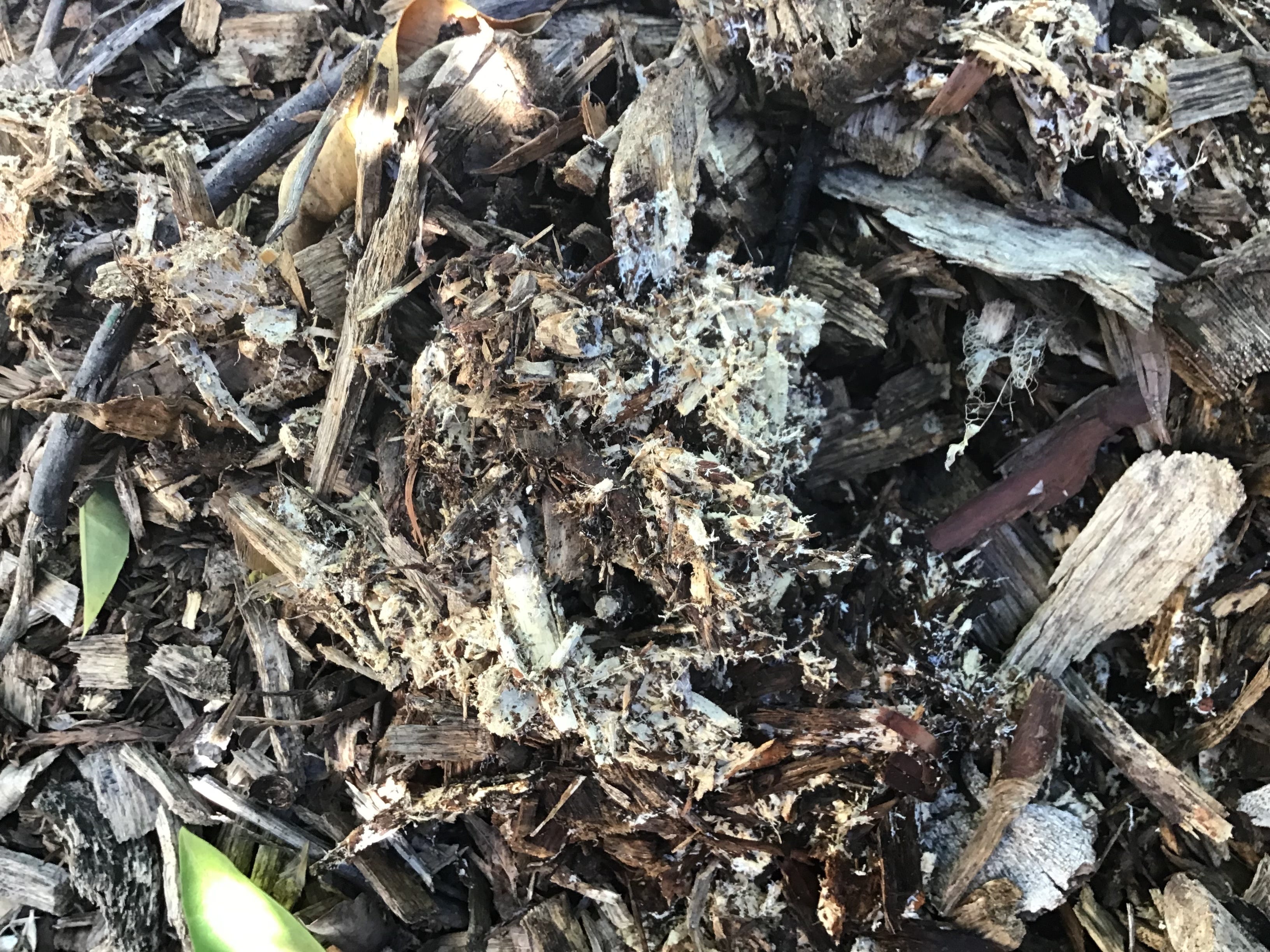 Mycorrhizal Activity and Your Plants' Health