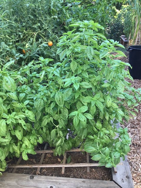 All About Basil