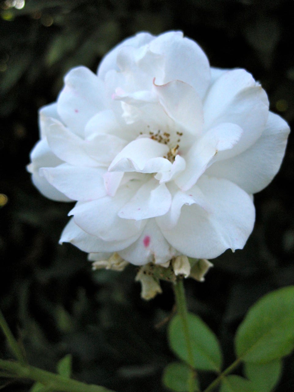 Beyond the Garden Basics Podcast