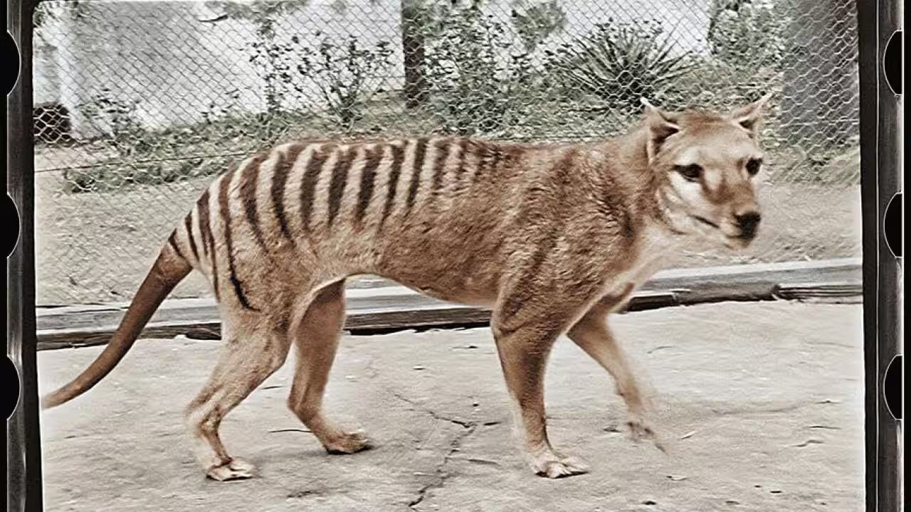 Thylacine episode artwork