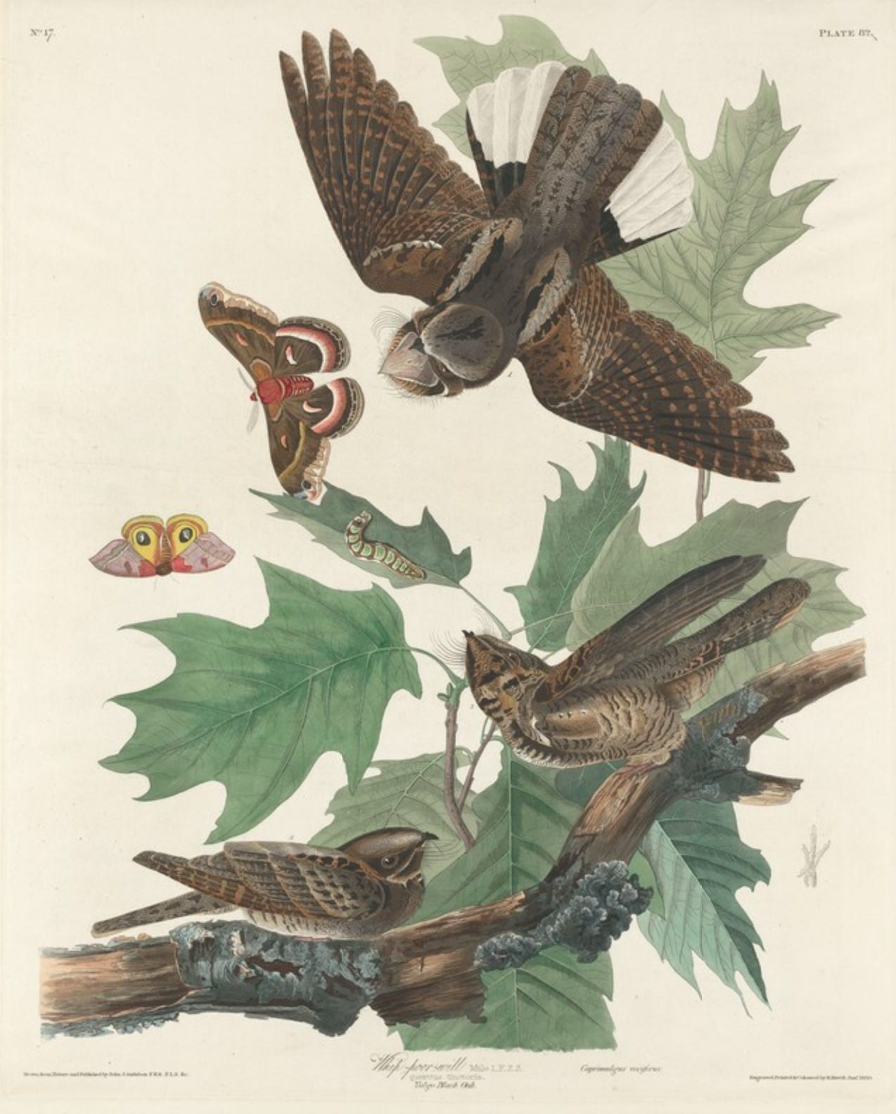 audio: night songs in the meadow