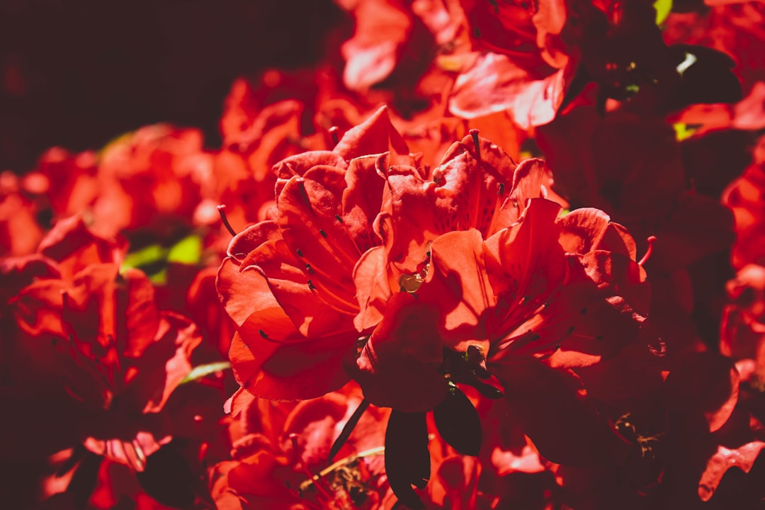 The Sapiosexual Love Letter Podcast