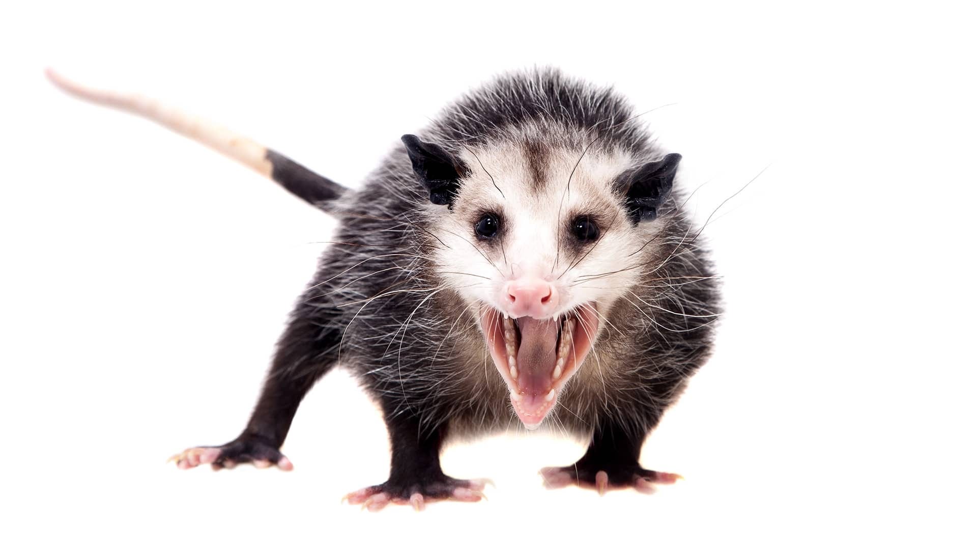 Secret Possum Man  thumbnail