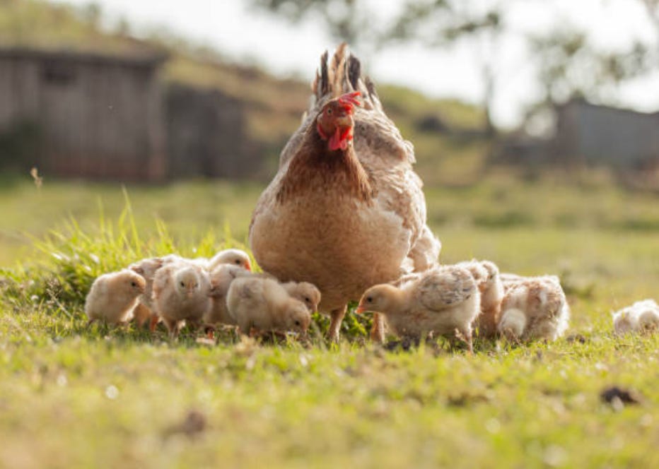 Wemton’s Newsletter