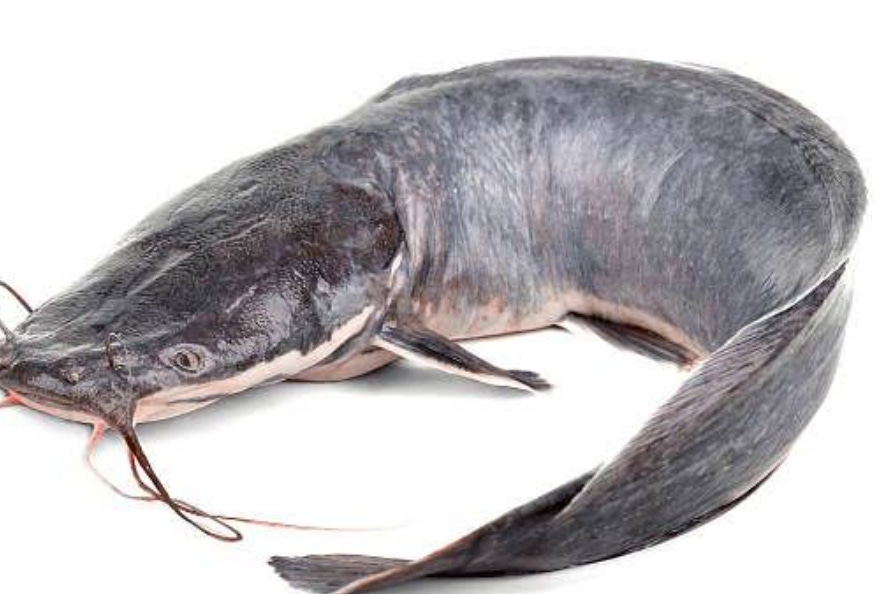 Wemton’s Newsletter