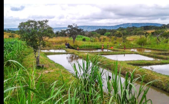 Wemton’s Newsletter