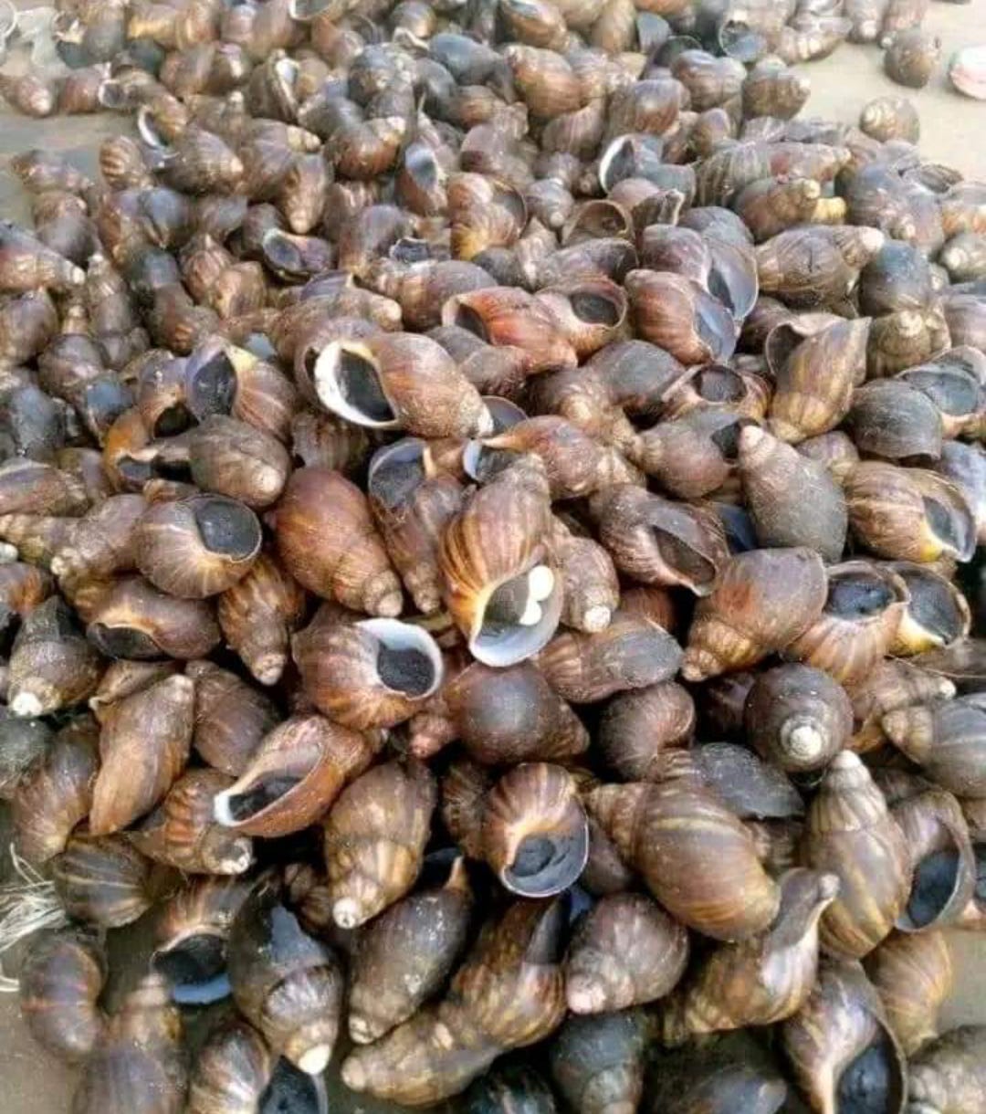 Wemton’s Newsletter