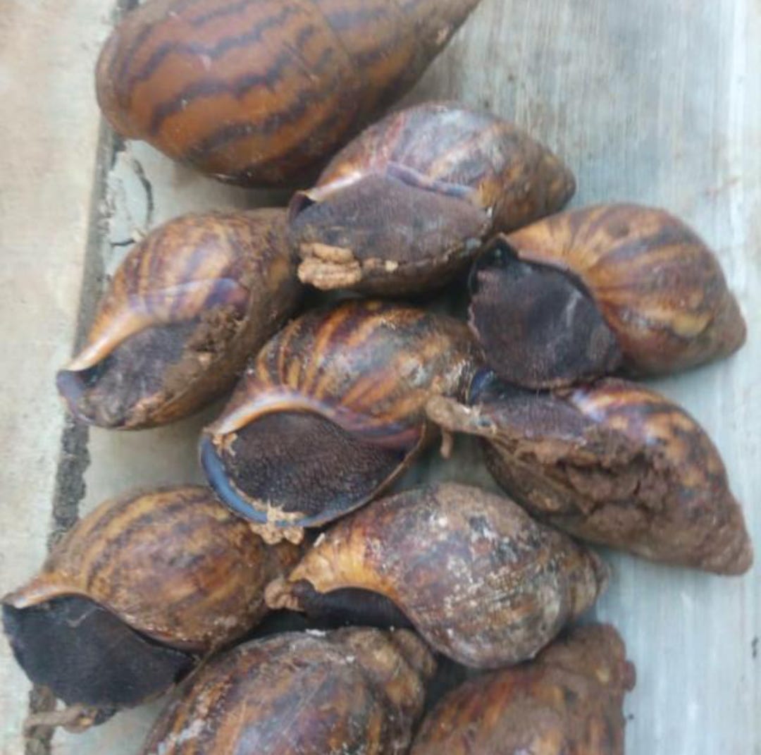 Wemton’s Newsletter