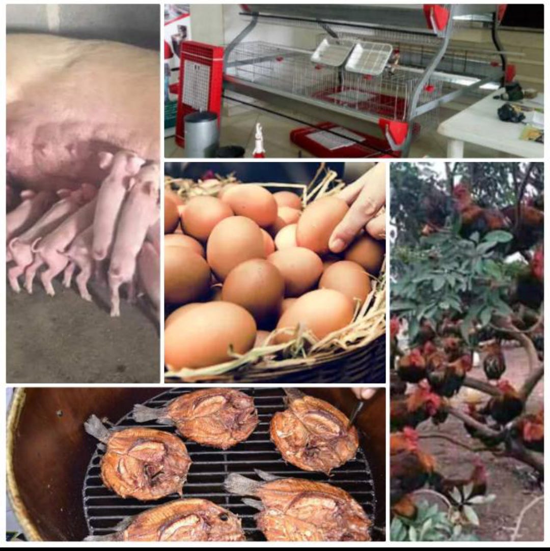 Wemton’s Newsletter