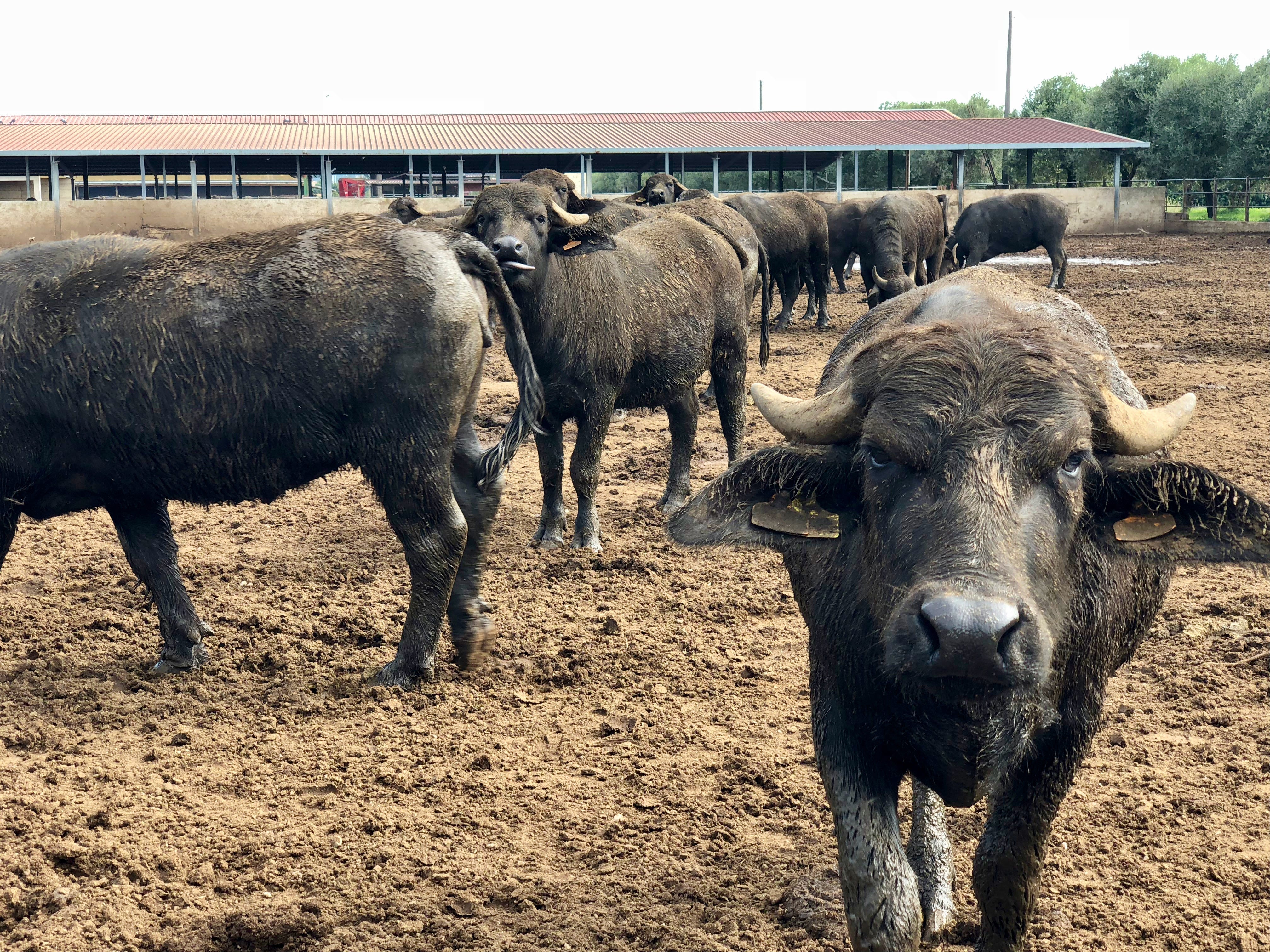 Ep. 35: The Mozzarella Highway