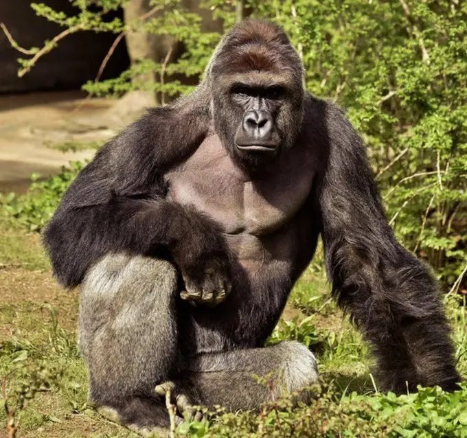When the Internet Grieved a Gorilla episode artwork