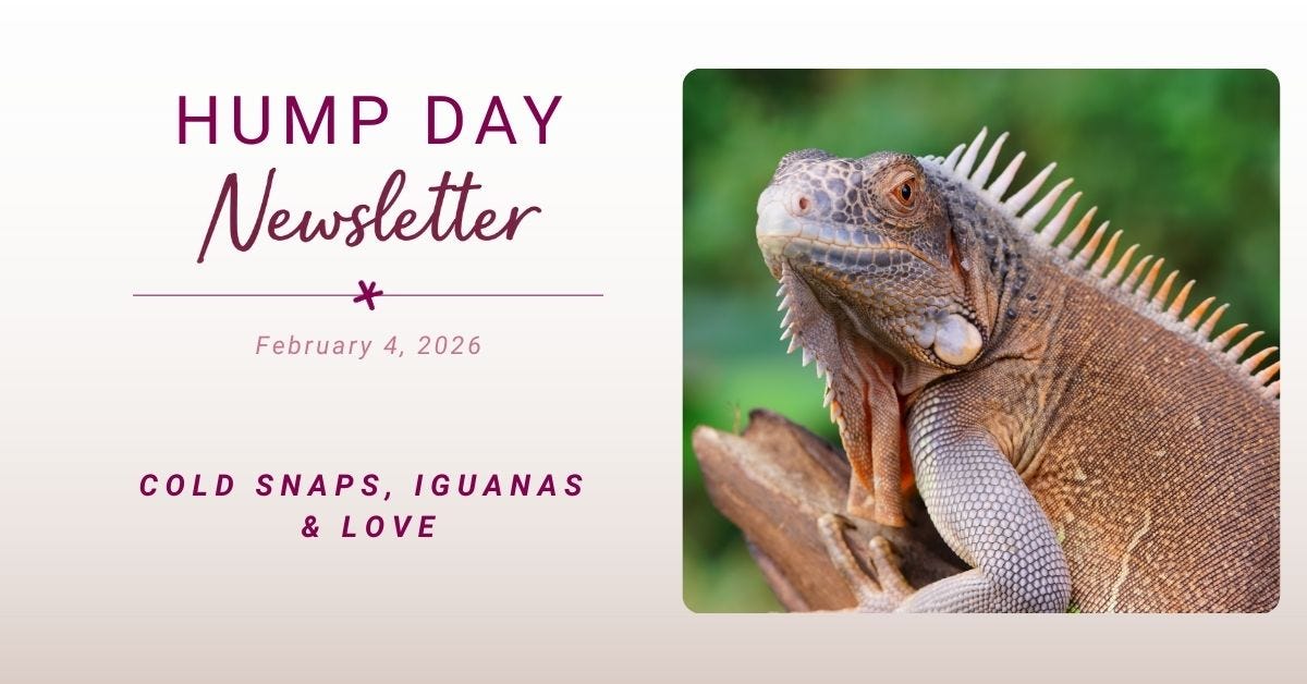 Cold Snaps, Iguanas, and Love episode artwork