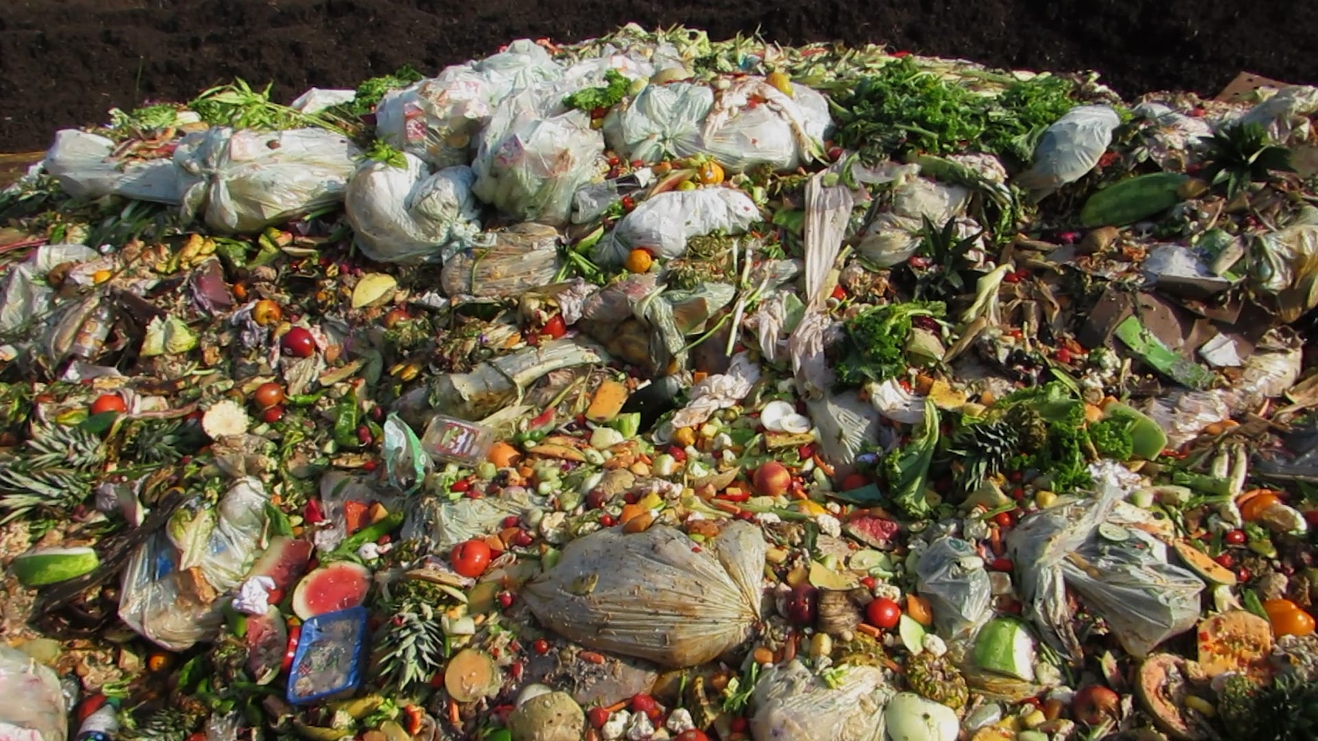 Something Is Rotten With Our Food Banks - the Weird Catastrophe Podcast episode artwork