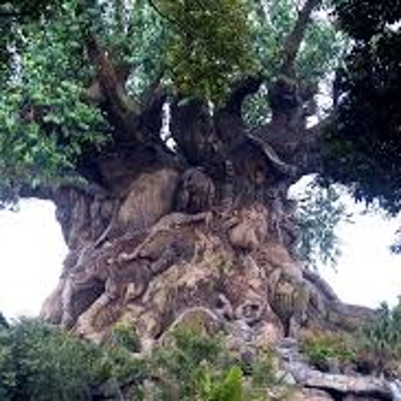 Introduction To "Tribal Quotes"