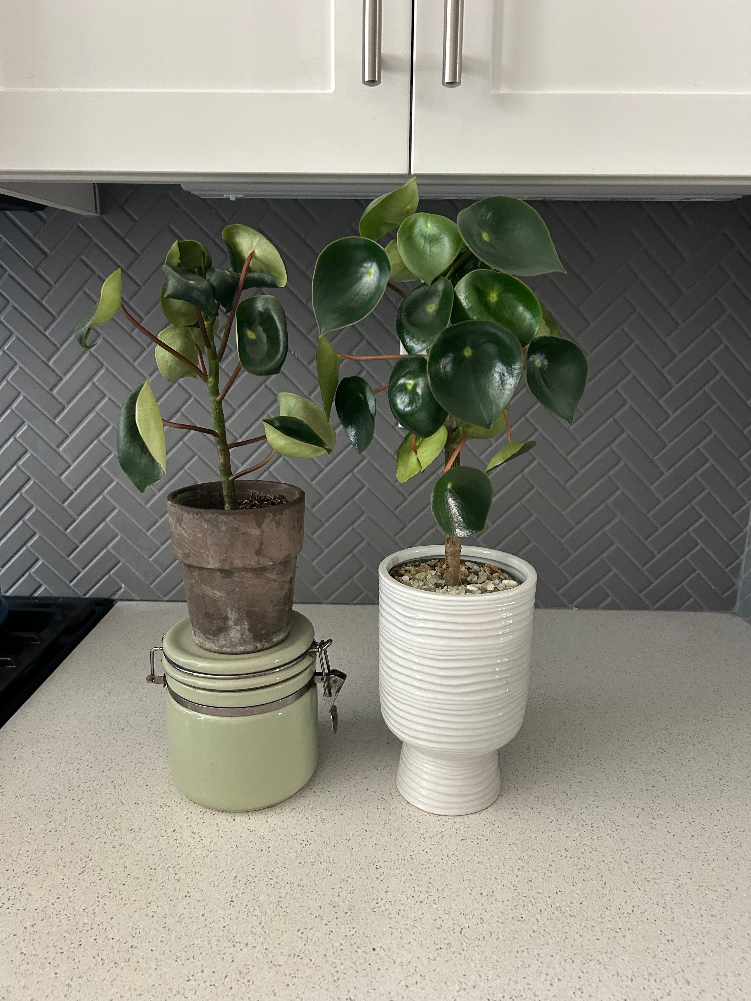 Plant Kintsugi episode artwork