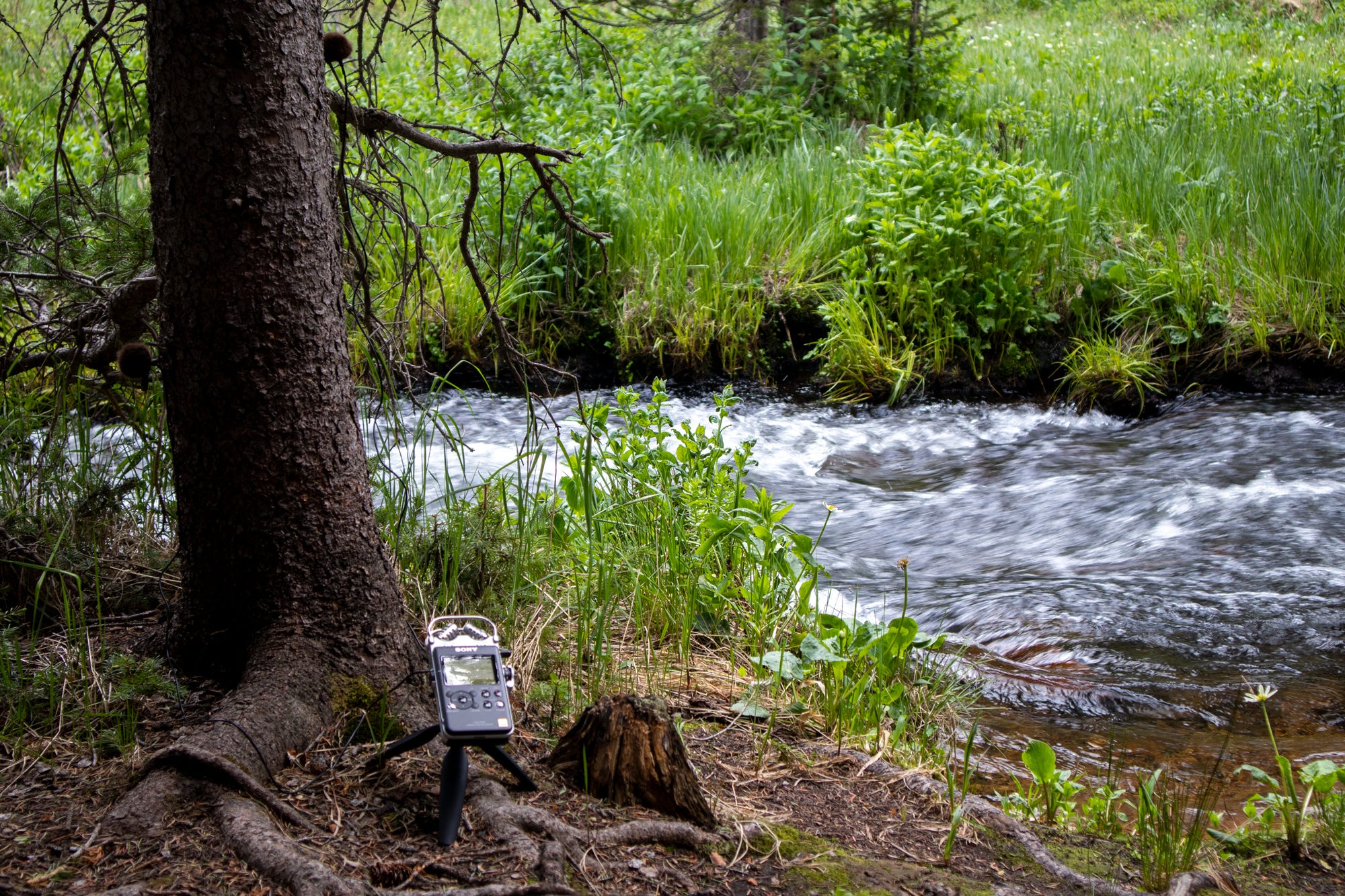 Mitchell Creek Meltwater