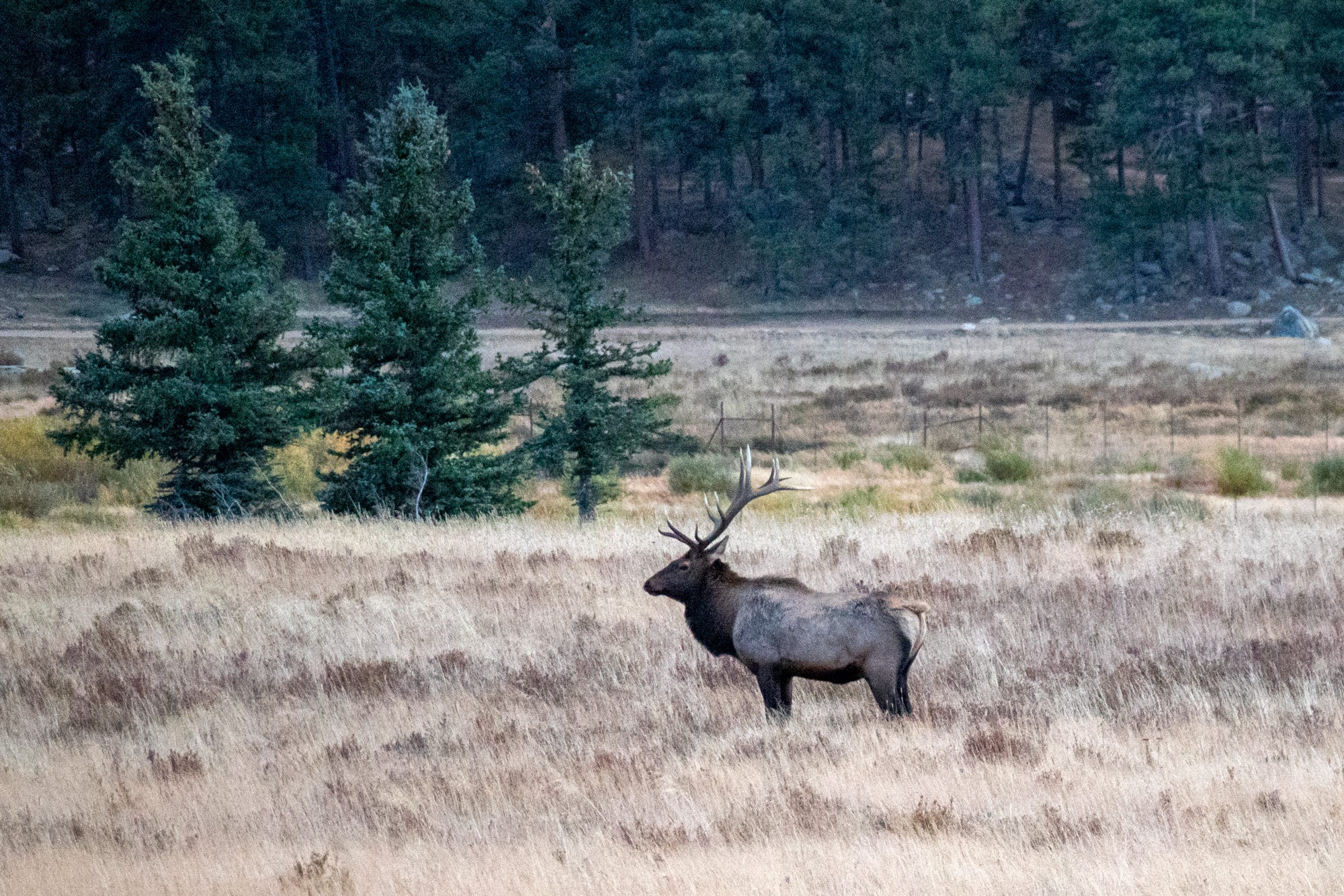 Elk Rut