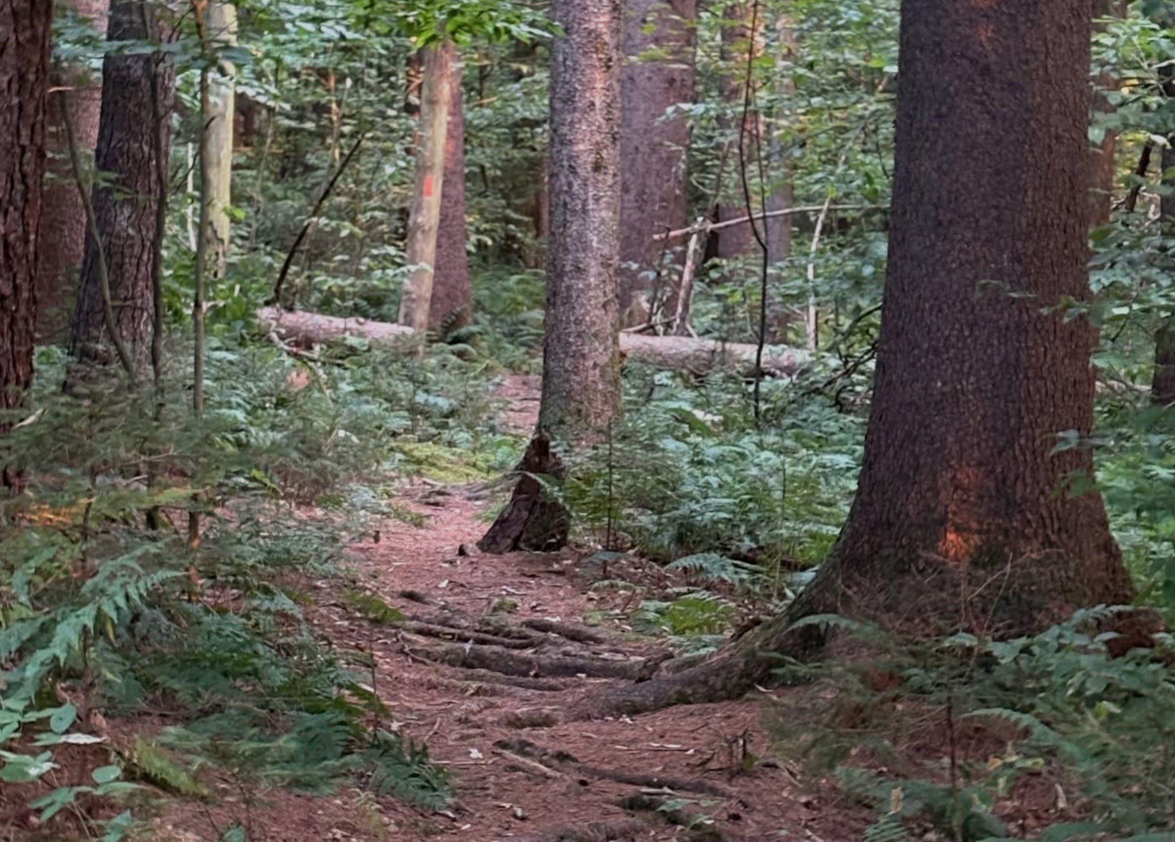 Face down on the trail at mile 7