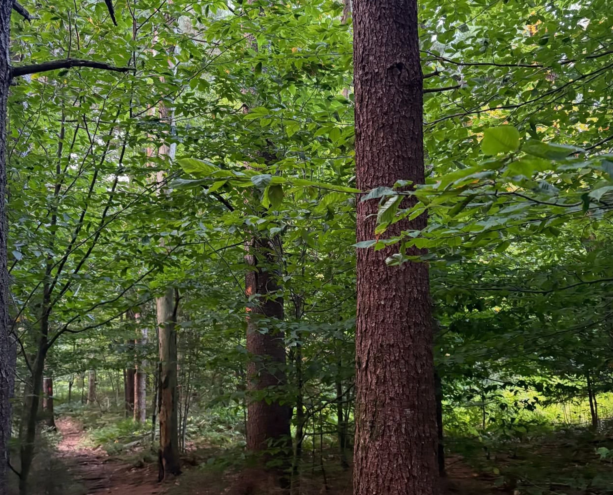 Trail running on a throbbing ankle
