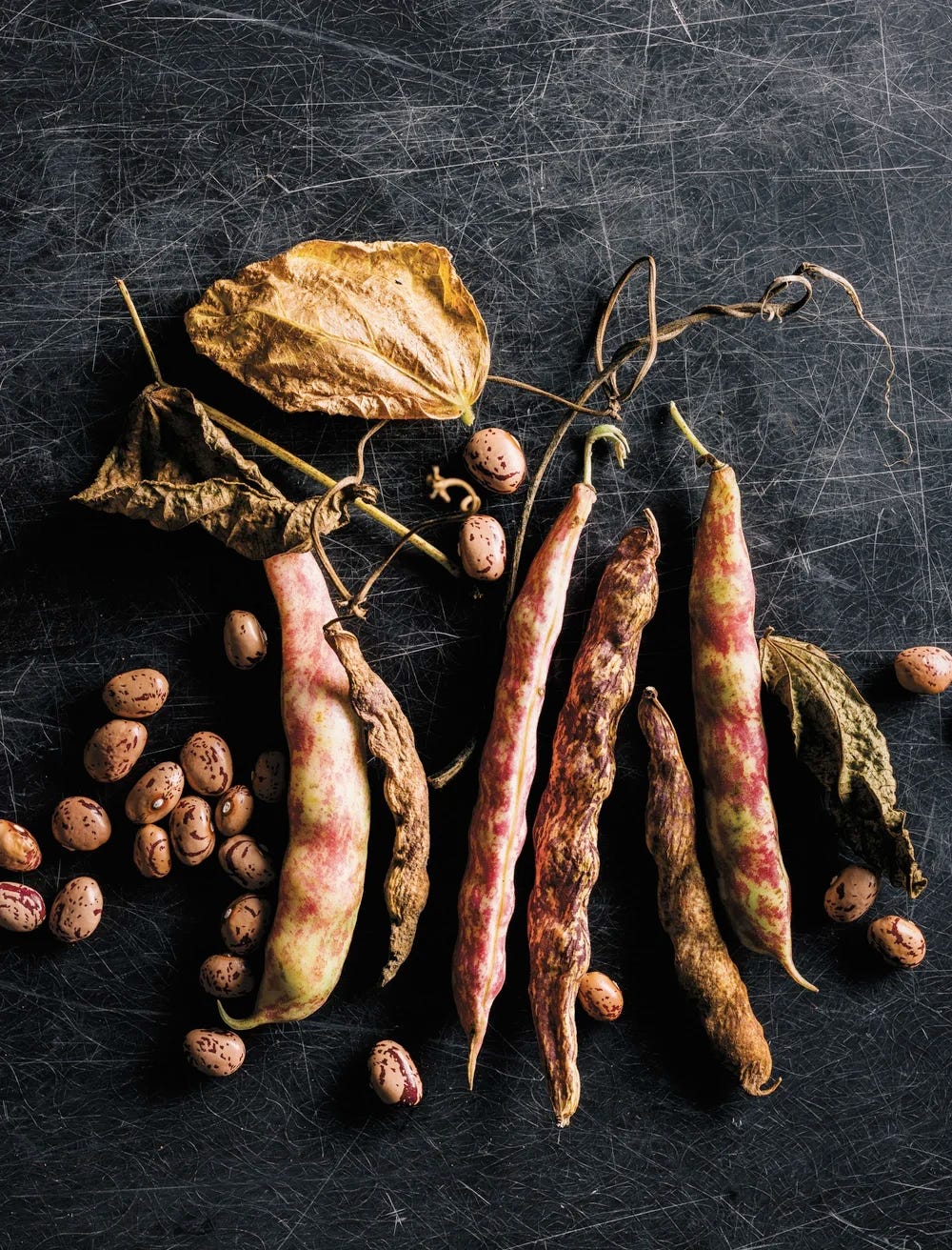 Outdoor Cats Podcast